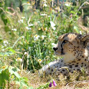 Cheetah at Dartmoor Zoo