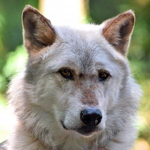Wolf at Dartmoor Zoo