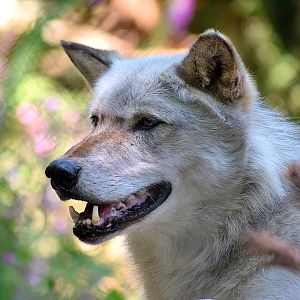 Wolf at Dartmoor Zoo