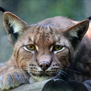 Carpathian Lynx at Dartmoor Zoo