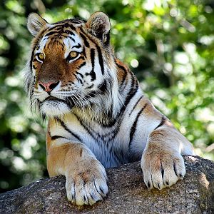 Amur Tiger at Dartmoor Zoo