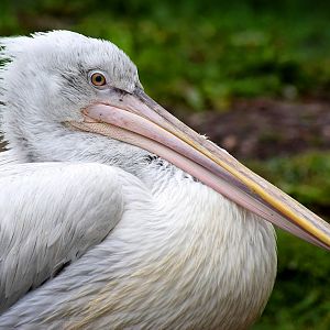Pelican