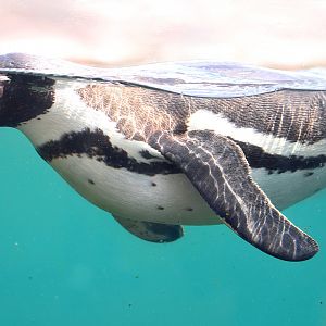 Penguin at Chester Zoo