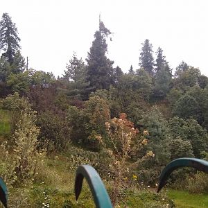 Asiatic Black Bear enclosure - Lalazar Wildlife Park 28/9/2019