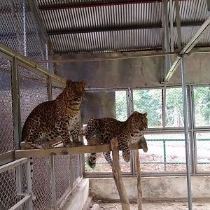 Indian Leopards - Lalazar Wildlife Park 28/9/2019