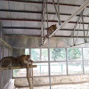 Indian Leopards - Lalazar Wildlife Park 28/9/2019