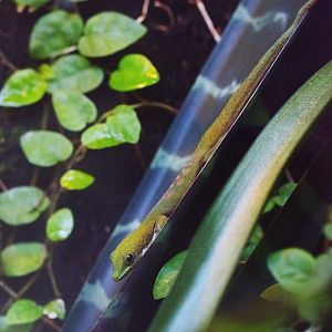 Back-striped day gecko (Phelsuma dorsivittata)