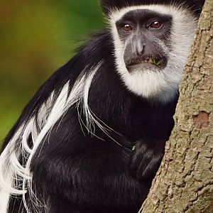 Mantled Colobus