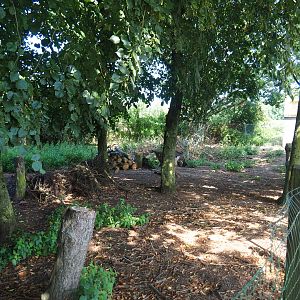 Red-necked wallaby - Emu exhibit, 2019-08-04
