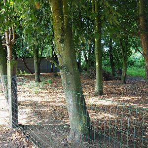 Red-necked wallaby - Emu exhibit, 2019-08-04