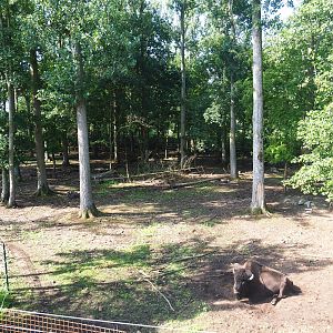 American wood bison exhibit, 2019-08-04