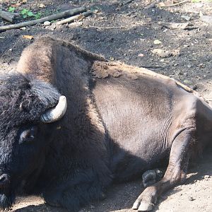 American wood bison (Bison bison athabascae), 2019-08-04