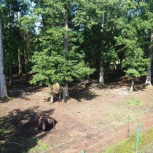 American wood bison exhibit, 2019-08-04
