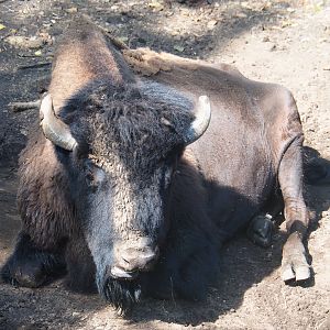 American wood bison (Bison bison athabascae), 2019-08-04