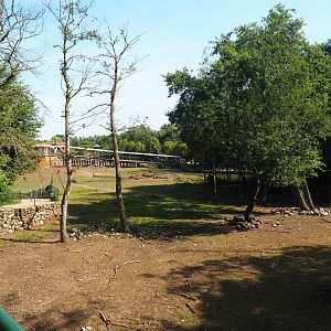 Savanna exhibit, 2019-08-04