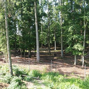 American wood bison exhibit, 2019-08-04