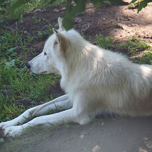 Hudson Bay wolf (Canis lupus hudsonicus), 2019-08-04