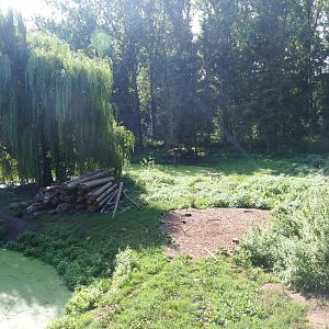 Hudson Bay wolf exhibit, 2019-08-04