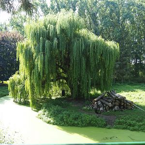 Hudson Bay wolf exhibit, 2019-08-04