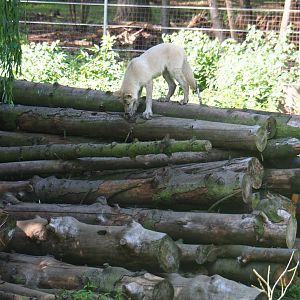 Subadult Hudson Bay wolf (Canis lupus hudsonicus) on log pile, 2019-08-04