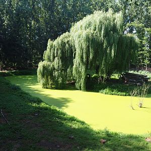 Hudson Bay wolf exhibit, 2019-08-04
