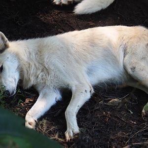 Hudson Bay wolf (Canis lupus hudsonicus), 2019-08-04