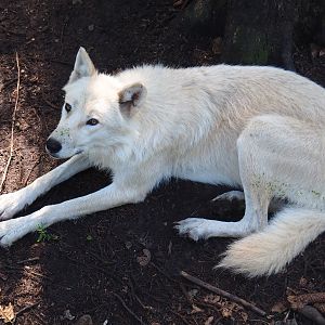 Hudson Bay wolf (Canis lupus hudsonicus), 2019-08-04