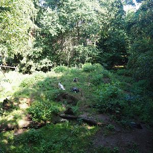 Silver mutation red fox exhibit, 2019-08-04