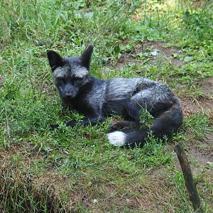 Silver mutation red fox (Vulpes vulpes), 2019-08-04