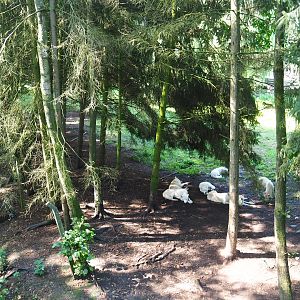 Hudson Bay wolf exhibit, 2019-08-04