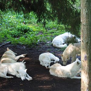 Hudson Bay wolf pack (Canis lupus hudsonicus), 2019-08-04