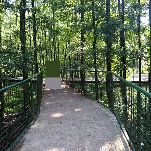 Eurasian brown bear forest walking bridge and viewing areas, 2019-08-04