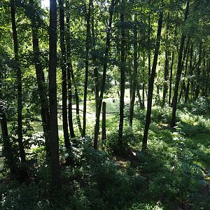 Eurasian brown bear forest, 2019-08-04