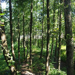 Eurasian brown bear forest, 2019-08-04