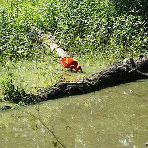 Escaped scarlet ibis (Eudocimus ruber) in the bear forest pool, 2019-08-04