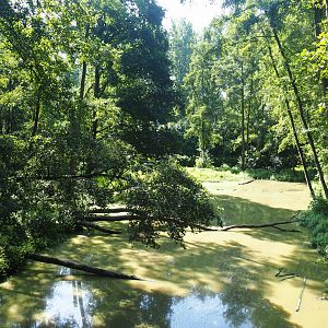 Eurasian brown bear forest - Pool, 2019-08-04