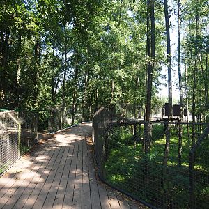 Eurasian brown bear forest viewing bridge, 2019-08-04