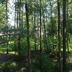 Eurasian brown bear forest, 2019-08-04