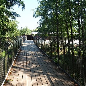 Eurasian brown bear forest viewing bridge, 2019-08-04