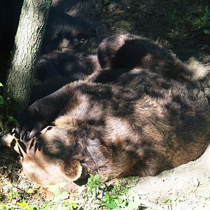 Eurasian brown bear (Ursus arctos arctos), 2019-08-04