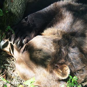 Eurasian brown bear (Ursus arctos arctos), 2019-08-04