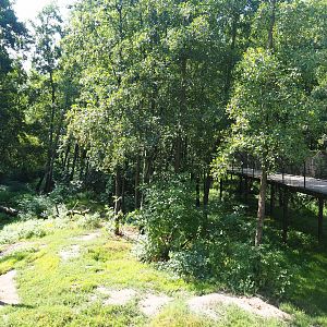 Eurasian brown bear forest, 2019-08-04