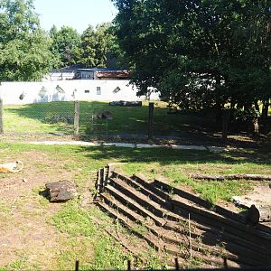 African lion exhibits, 2019-08-04