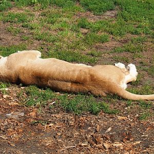 African lioness (Panthera leo), 2019-08-04