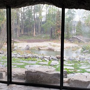 Viewing-window Brown bear - Wolf enclosure