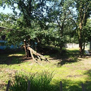 African lion exhibit, 2019-08-04