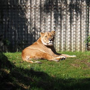 African lioness (Panthera leo), 2019-08-04