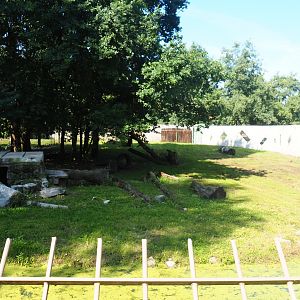 African lion exhibit, 2019-08-04
