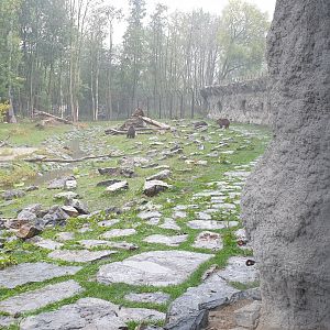 Brown bear - Wolf enclosure