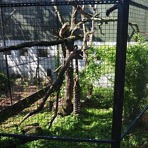 Fossa exhibit, 2019-08-04